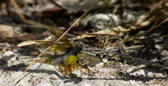 Libelloides siculus