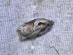 Acleris maculidorsana