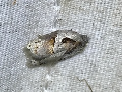 Acleris maculidorsana