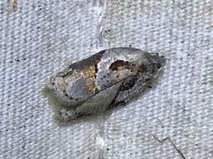 Acleris maculidorsana