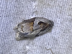 Acleris maculidorsana