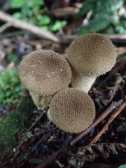 Lycoperdon subincarnatum