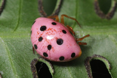 Paraplectana duodecimmaculata