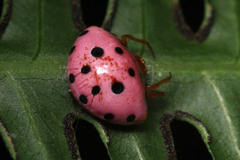 Paraplectana duodecimmaculata