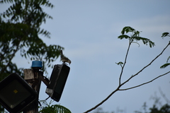 Campylorhynchus nuchalis