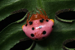 Paraplectana duodecimmaculata