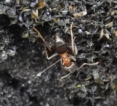 Lasius emarginatus