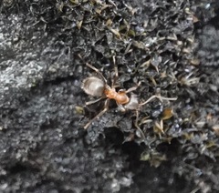 Lasius emarginatus