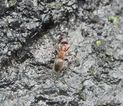 Lasius emarginatus