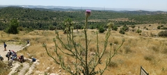 Onopordum cynarocephalum