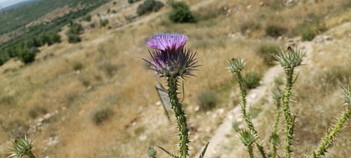 Image of Onopordum cynarocephalum by no rights reserved