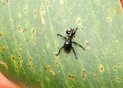 Rhynolaccus formicarius