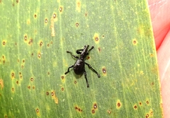 Rhynolaccus formicarius