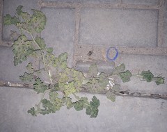 Citrullus colocynthis