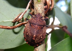 Platycoris bipunctatus