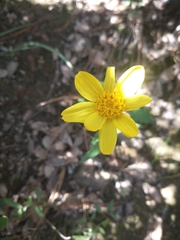 Arnica cernua
