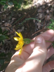 Arnica cernua