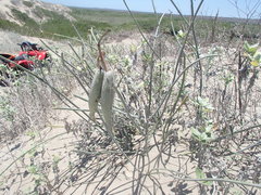 Asclepias subaphylla
