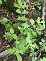 Phylloxera caryaemagna