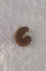 Bryophila raptricula