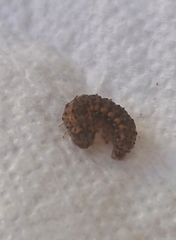 Bryophila raptricula