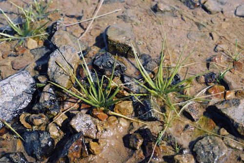 Isoetes asiatica iNat (3)
