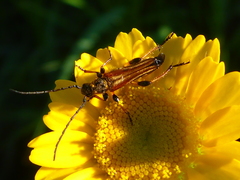 Stenopterus ater