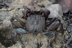 Episesarma chentongense