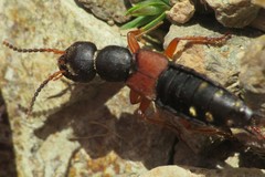 Staphylinus erythropterus