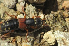 Staphylinus erythropterus