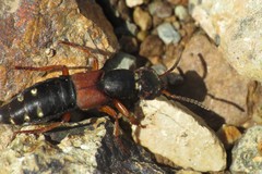 Staphylinus erythropterus