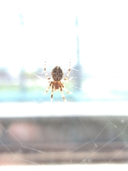 Larinioides sclopetarius