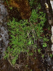 Saxifraga hypnoides