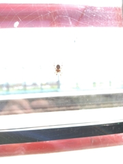 Larinioides sclopetarius