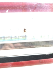 Larinioides sclopetarius