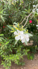 Nerium oleander
