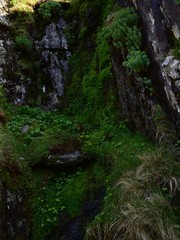Chrysosplenium oppositifolium