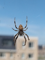 Larinioides sclopetarius