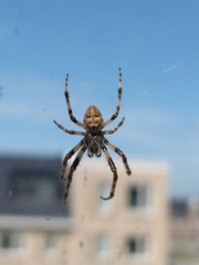 Larinioides sclopetarius