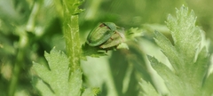 Cassida stigmatica