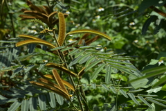 Mimosa pigra