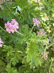 Pelargonium graveolens