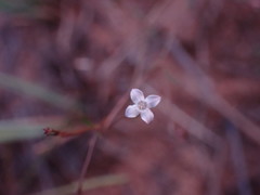 Oldenlandia herbacea