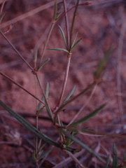 Oldenlandia herbacea