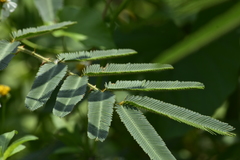 Mimosa pigra