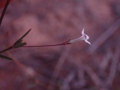 Oldenlandia herbacea