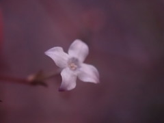 Oldenlandia herbacea