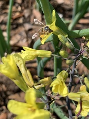Brassica oleracea gongylodes