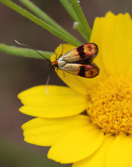 Nemophora albiciliellus