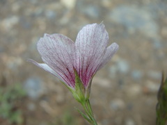Linum tenuifolium